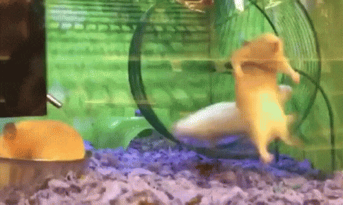 Hamster failing to run on hamster wheel
